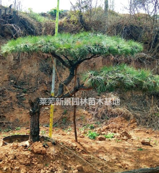 造型景觀松樹