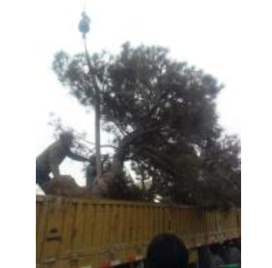 山東造型松盆景*新報價/造型松盆景圖片