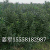 夾竹桃 大量批發 各種規格 量大優惠 品種齊全 量大優惠