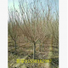 日本晚櫻 銷售櫻花 各種規(guī)格 行道樹 適種于庭院別墅工程