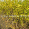 花石榴 基地直銷 獨桿花石榴 紅葉碧桃 各種規(guī)格 品種齊全