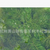 金魚藻 水生植物 批發(fā)價格綠化苗木大量供應(yīng)