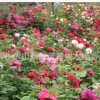 基地批發(fā)月季 盆栽月季 豐花月季 大花月季 藤本月季 大量供應(yīng)