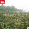 批發(fā)庭院植物廣玉蘭苗 行道綠化苗木 工程綠化 園林 風(fēng)景樹