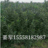 夾竹桃 植物批發(fā)價格花卉大量供應(yīng)水生植物 基地直銷