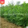 基地批發優質樸樹苗 樸樹小苗 工程綠化苗 規格齊全 量大優惠