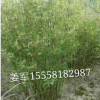 慈孝竹 早園竹 各種規格 菲白竹 基地直銷 品種齊全