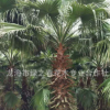 基地提供 老人葵樹苗 福建漳州老人葵華棕 老人葵廠家 老人葵批發