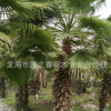 基地供應 華棕樹 華盛頓棕櫚 華盛頓葵 四川重慶貴州老人葵華棕