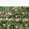 薔薇月季 爬藤植物 基地直銷 各種規(guī)格 品種齊全 量大優(yōu)惠