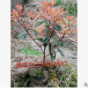 紅葉石楠 盆栽 基地直銷 紅葉石楠球 品種齊全 價格優(yōu)惠