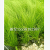 細莖針茅 草花地被 水生植物 批發(fā)價格和全國大量供應