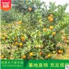 廠家 橘樹成苗 園林苗木橘子樹 盆栽金桔樹苗果樹苗木批發
