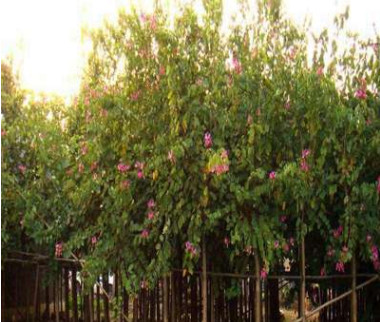 產地長期供應 大量批發宮粉紫荊紅花紫荊 桂花樹 黃花風玲木