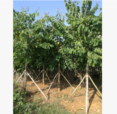 產地長期供應 大量批發羊蹄甲