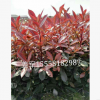 紅葉石楠 盆栽 基地直銷 各種規格 品種齊全 量大優惠