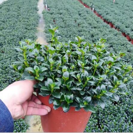 基地直銷 金魚吊蘭盆栽 金魚花綠植四季開花 金魚草花多肉植物