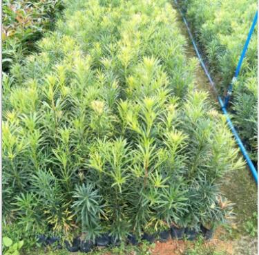 綠化苗木羅漢松樹苗批發(fā)地徑1-20公分羅漢松樹苗風(fēng)景羅漢松地栽苗