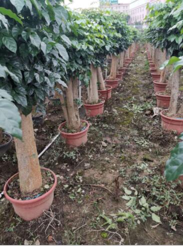 基地直銷批發(fā) 優(yōu)質(zhì)6-15公分綠寶幸福樹莊盆栽綠植