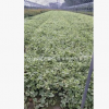 花葉蔓長春 盆栽 爬藤植物 基地直銷 各種規格 品種齊全