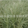 花葉芒 水生植物 基地直銷 話也蘆葦 蒲葦 品種齊全 量大優惠