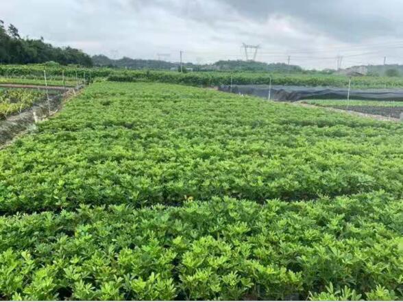 澳洲花葉鵝掌柴綠化苗 鴨腳木苗 鴨腳木袋苗 園林植物苗 基地直銷