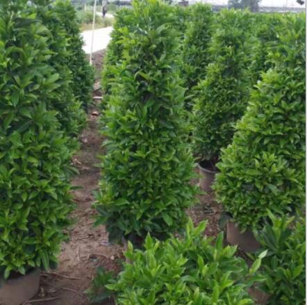 非洲茉莉盆栽塔形盆栽景陽臺(tái)綠植常用辦公室內(nèi)外走廊凈化空氣植物