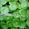 香菇草 水生植物 基地直銷 各種規格 量大優惠 品種齊全