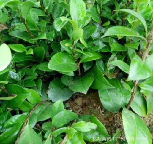 赤丹茶花小苗 綠化苗 盆栽花卉 五色茶花苗千里香茶花苗 產(chǎn)地直銷