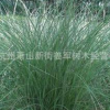 細葉芒 草花地被 水生植物大量批發供應 基地批發價格 量大優惠