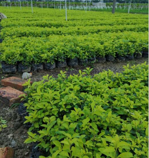 黃金葉盆栽基地直銷 黃金葉 袋苗批發(fā) 園林綠化 景觀綠化工程供應(yīng)