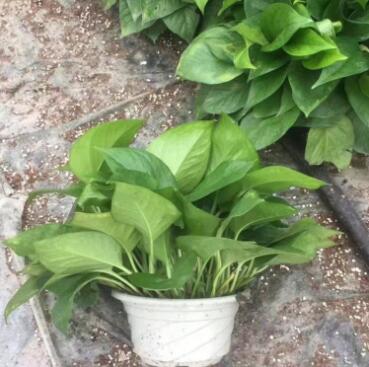 綠蘿盆栽室內(nèi)吸除甲醛水培植物辦公室綠植花卉盆栽吊蘭綠蘿批發(fā)