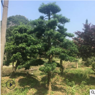 廣西羅漢松 羅漢松價格 綠化造型苗木