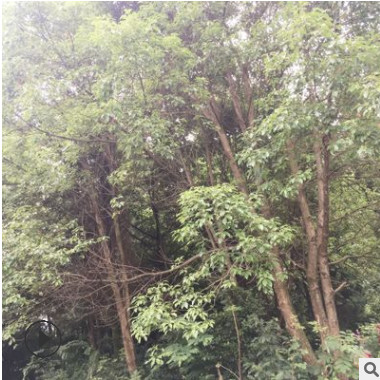 供應香樟樹苗 廣西叢生香樟價格 多桿移植大香樟30-60cm