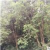 供應香樟樹苗 廣西叢生香樟價格 多桿移植大香樟30-60cm