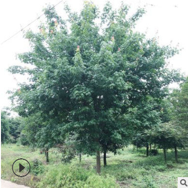 基地供應青楓 五角楓