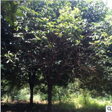 大量批發(fā)廣西桂林桂花 占地苗桂花 八月桂 金桂 四季桂