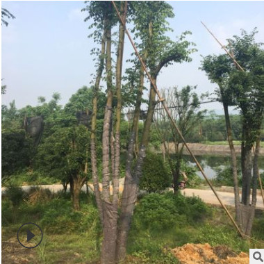 供應廣西假植叢生樸樹 基地直銷