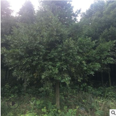 苗圃直銷廣西大葉竹柏 上車方便 樹形優(yōu)美