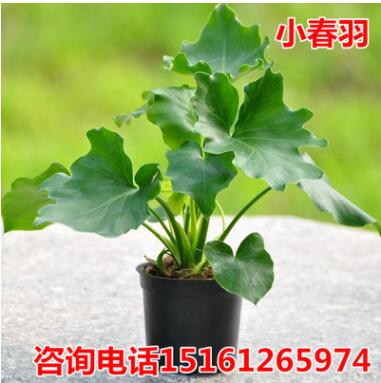 春羽春雨室內植物綠植盆栽吸甲醛凈化空氣辦公盆栽水培盆景花卉