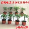 提根式實生小葉榆樹盆景榆樹小老樁榆樹盆栽小盆景小榆樹盆栽批發