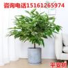 批發大型綠植平安樹盆栽大客廳幸福樹四季常青綠色植物花卉辦公室