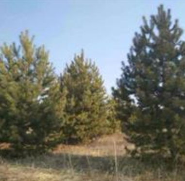 2015年樟子松價格，2015年樟子松供應，樟子松圖片