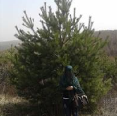 樟子松，樟子松價格，樟子松供應，2015年樟子松圖片