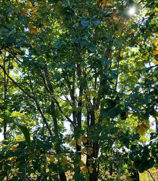 叢生蒙古櫟，叢生蒙古櫟價格，2018年叢生蒙古櫟供應