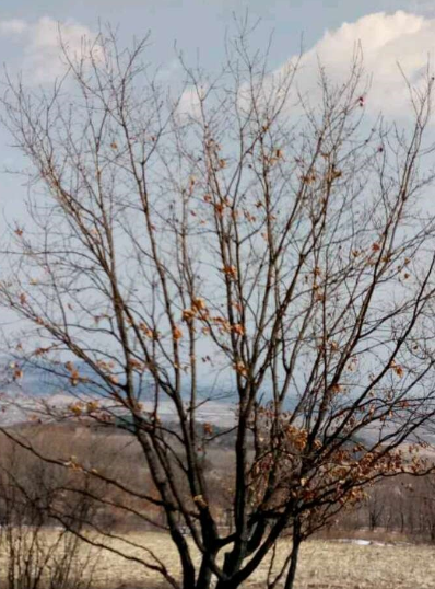 叢生蒙古櫟，2018年叢生蒙古櫟價格，叢生蒙古櫟供應