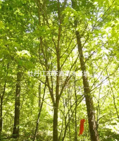 2015年五角楓供應，五角楓價格，2015年五角楓圖片