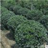 基地批發(fā)大葉黃楊球 工程綠化苗木道路美化耐寒綠籬大葉黃楊球