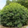 海桐球苗批發(fā)園林工程綠化苗木氣味芳香海桐球綠植規(guī)格齊全