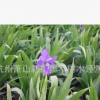 鳶尾 水生植物 基地直銷 水生鳶尾 西伯利亞鳶尾 品種齊全
